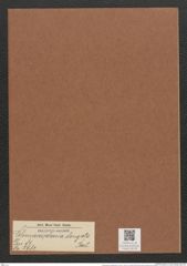 Climacosphenia elongata Bail. (de-Toni-Nr.: Genus 87, Species 2982) Zeichnungen Sammlung Grunow Mappe 03178 (Herbarium_W_Grunow_drawings_Folder_03178)